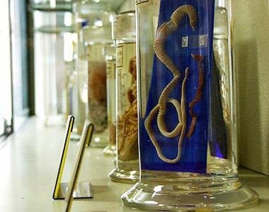 Токийский музей паразитологии