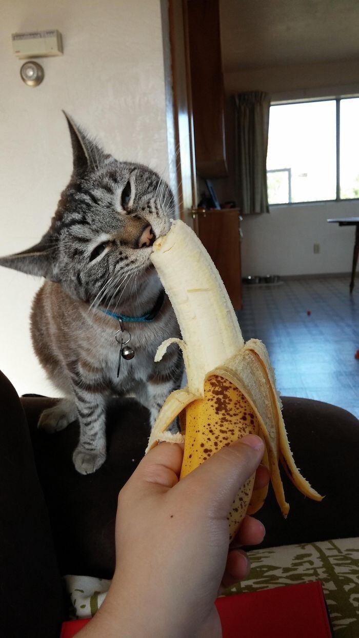 «Да не обезьяна я, просто люблю бананы!»