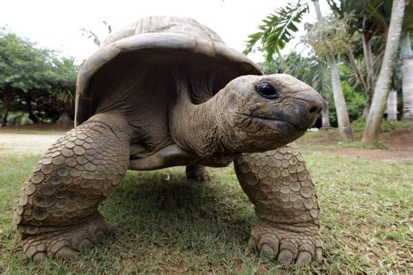Абингдонская слоновая черепаха — 2012 год.