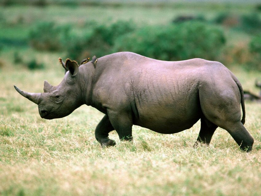 Западный чёрный носорог — 2013.