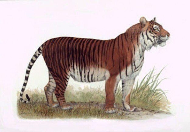 Яванский тигр — 1994.