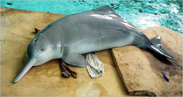 Речной дельфин бейджи — 2007 год.