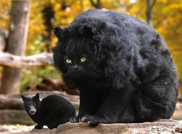 20. Домашний медведь и дикая черная кошка 
