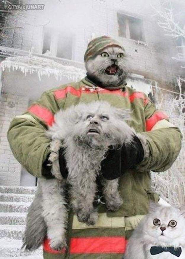 6. Кот спас напуганного пожарного из горящего здания