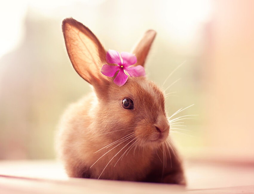 Портреты очаровательных кроликов