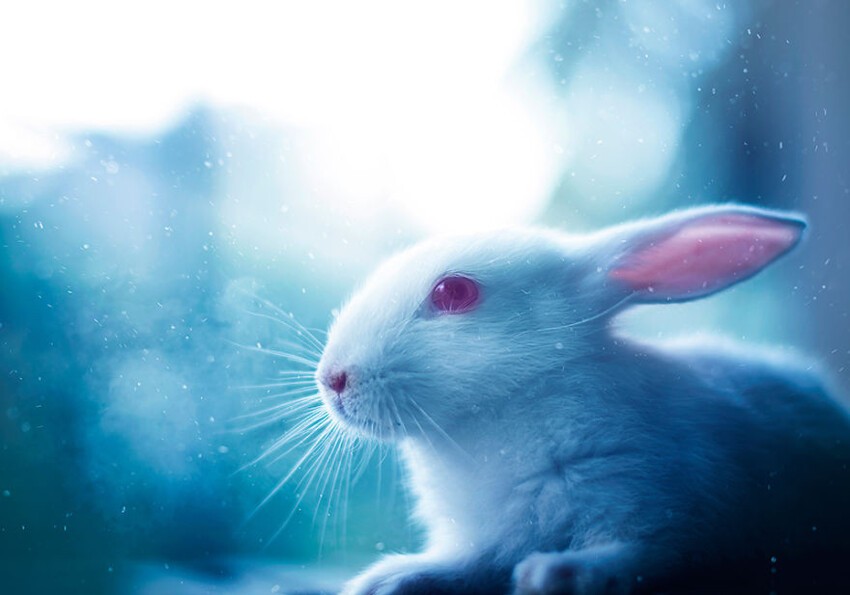 Портреты очаровательных кроликов