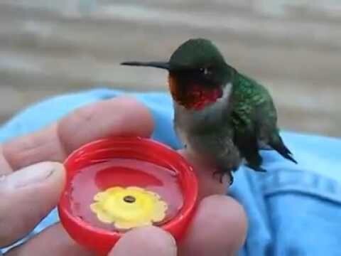  Колибри самая маленькая птица в мире  