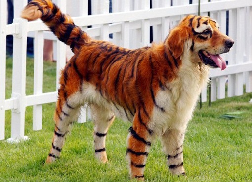 10) Собака-тигр