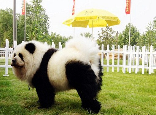7) Собака-панда