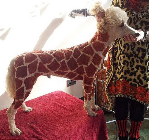 4) Собака-жираф