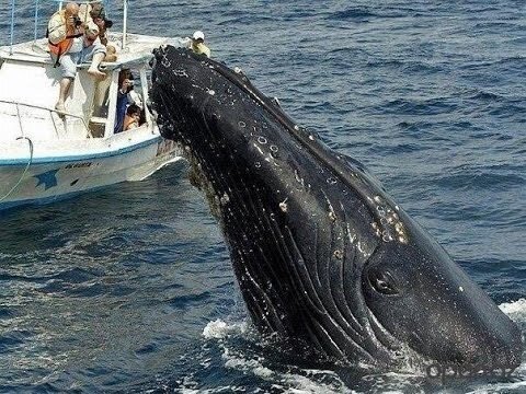 Незабываемая встреча с горбатыми китами 