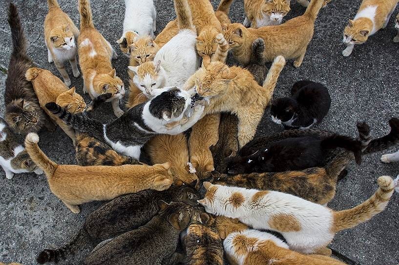 Кошки захватили японский остров