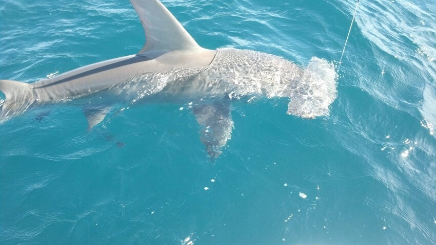 Поймали акулу