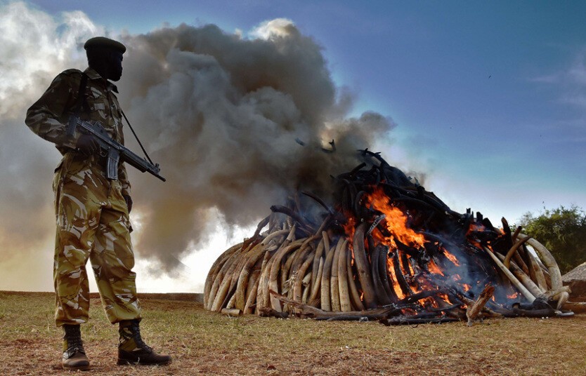3 марта офицеры Службы охраны дикой природы Кении уничтожили 15 тонн конфискованной слоновой кости. 