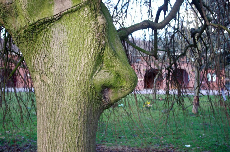 Дерево с носом