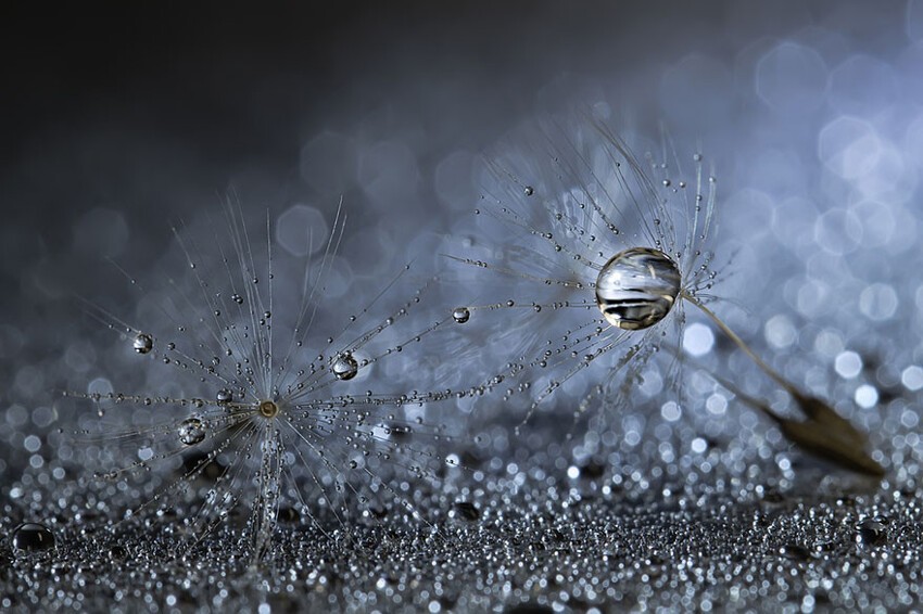 "Капля воды". Макросъемка от Miki Asai 