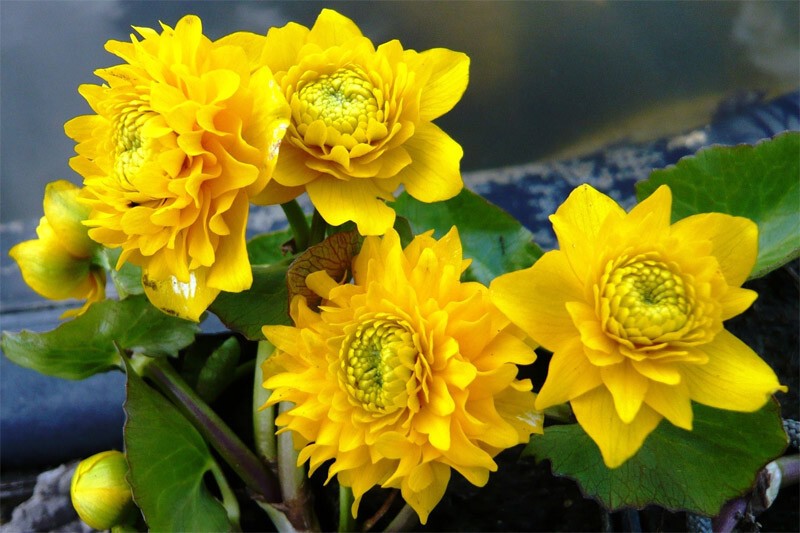 11 самых первых весенних цветов в саду 