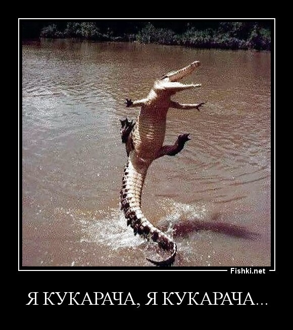 я кукарача, я кукарача...