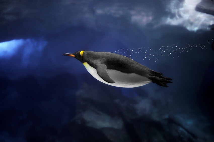 Пингвин под водой.