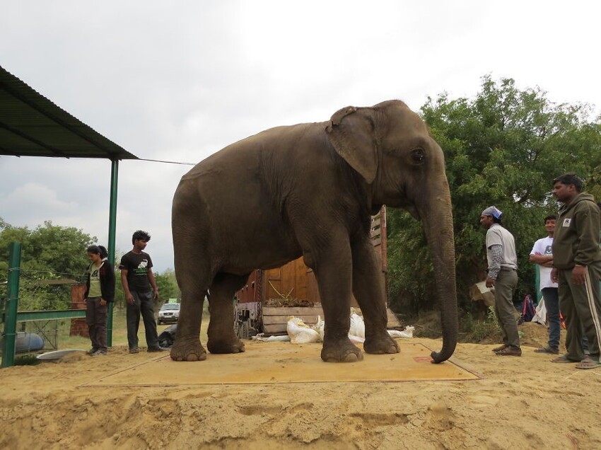 Спасение 60-летней слонихи