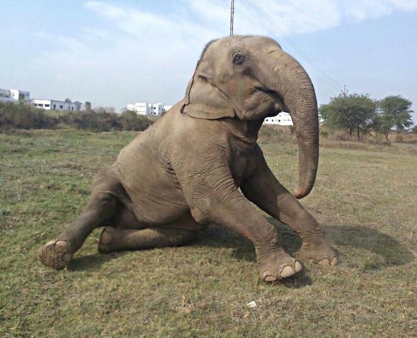 Спасение 60-летней слонихи
