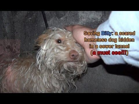 Спасение собаки из канализационного тоннеля 