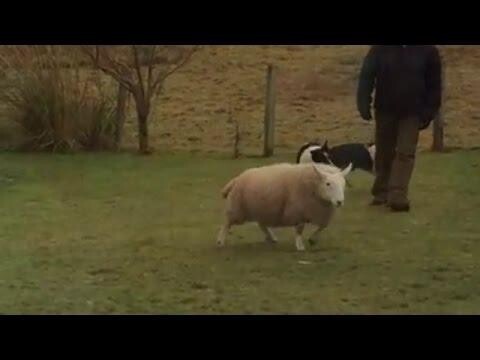 Овца выросла с собаками 