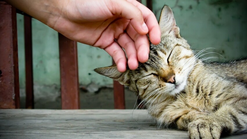 19. Зарыться рукой в шерсть любимого кота или собаки.