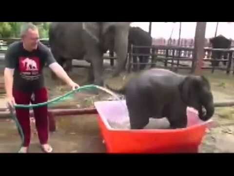 Как трезвеют слоны 