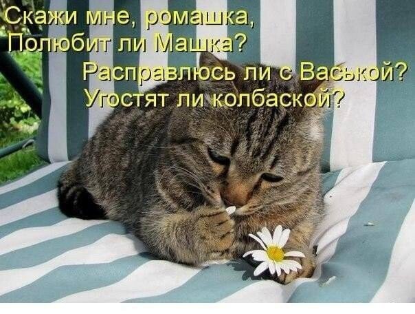 ТОП лучших котоматриц марта и не только...