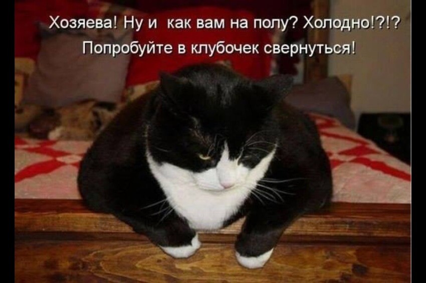 ТОП лучших котоматриц марта и не только...