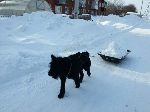 Пёс Лимон из Тары помогает своему хозяину вывозить снег