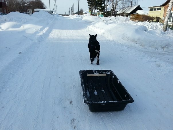 Пёс Лимон из Тары помогает своему хозяину вывозить снег