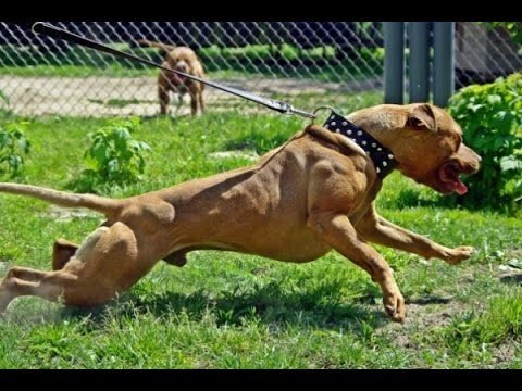 Новое видео про злого собаку 