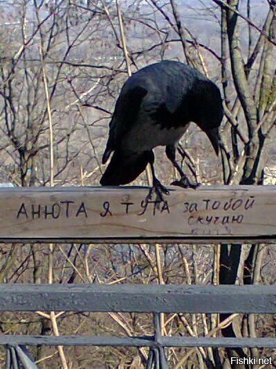 Из солянки