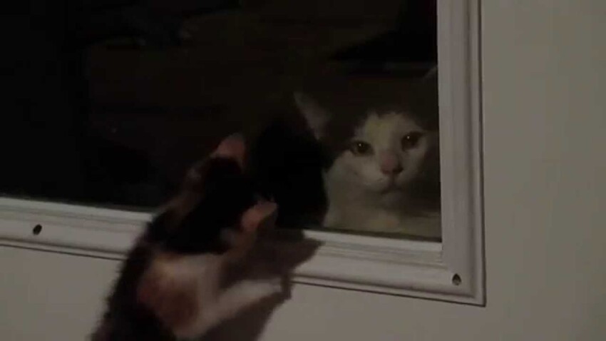 Сердитый кот за стеклом 