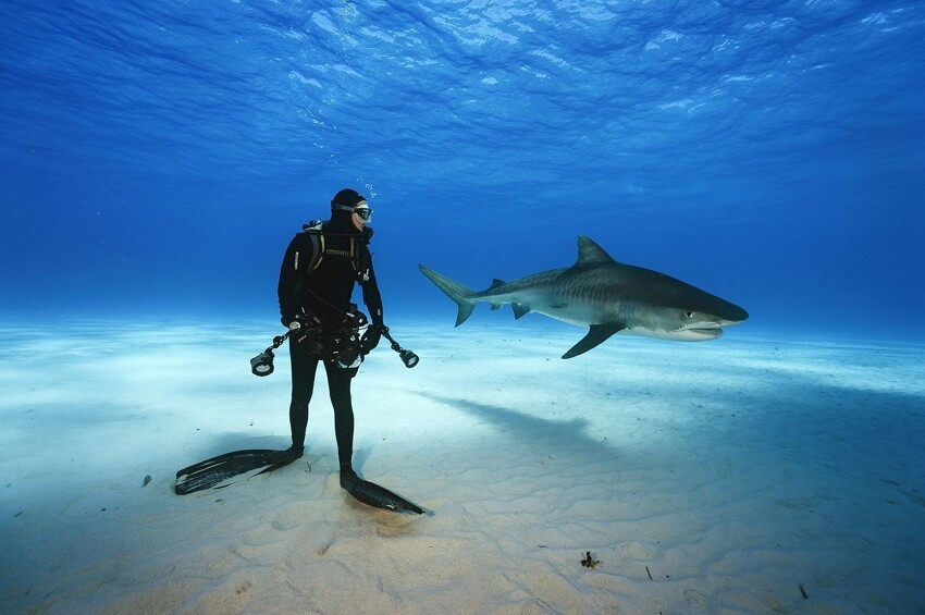 Встреча с акулой