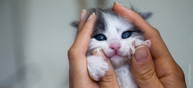 1. Крошечный котенок. Фотограф Stefano Peccerillo