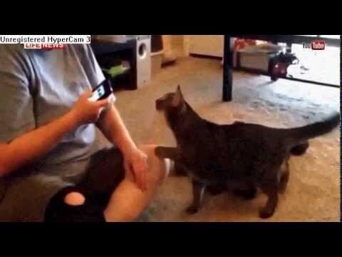 Кот напал на женщину, заговорившую с ним «по-кошачьи» 
