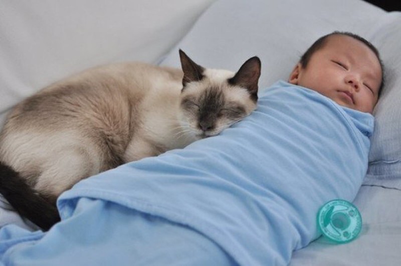 20 домашних любимцев, которые знают толк в самых удобных подушках