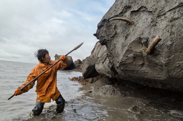 Добыча бивня мамонта на крайнем севере Якутии