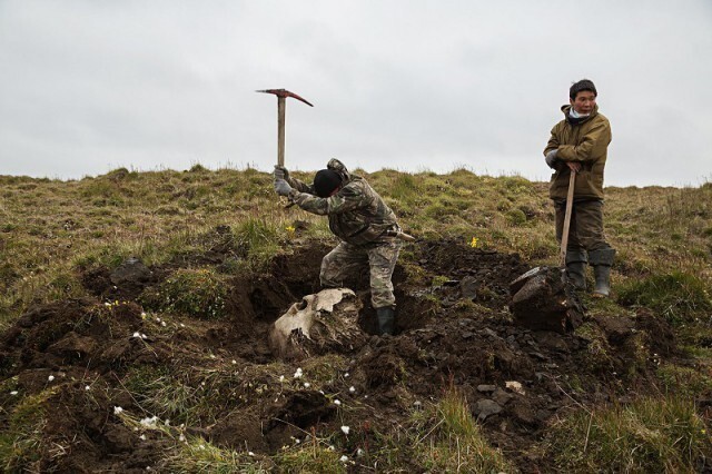 Активная добыча бивня мамонта в Сибири 