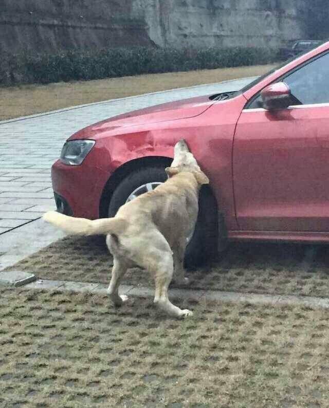 Припаркованный Volkswagen пришелся бездомным собакам по вкусу