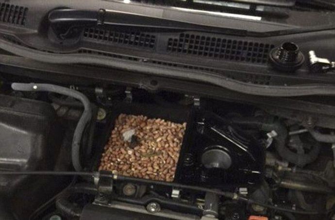 Склад орехов в воздушном фильтре автомобиля