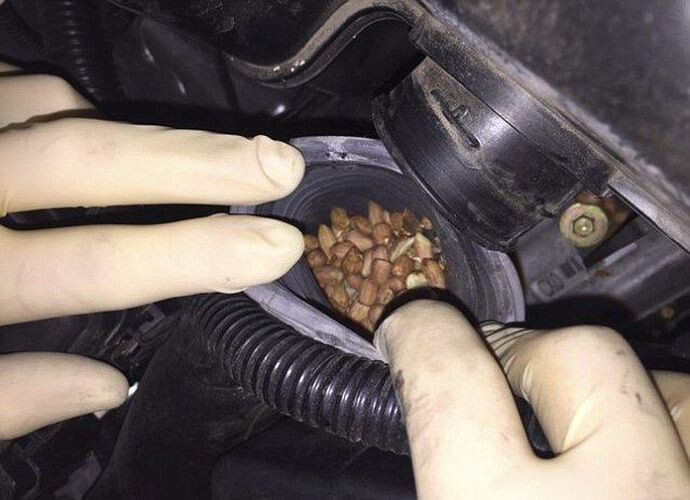 Склад орехов в воздушном фильтре автомобиля