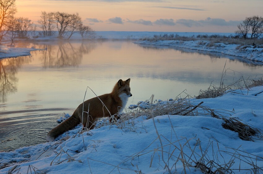  Фотограф Игорь Шпиленок - защитник дикой природы