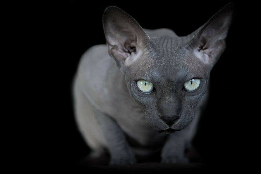 Инопланетная красота кошек породы сфинкс 