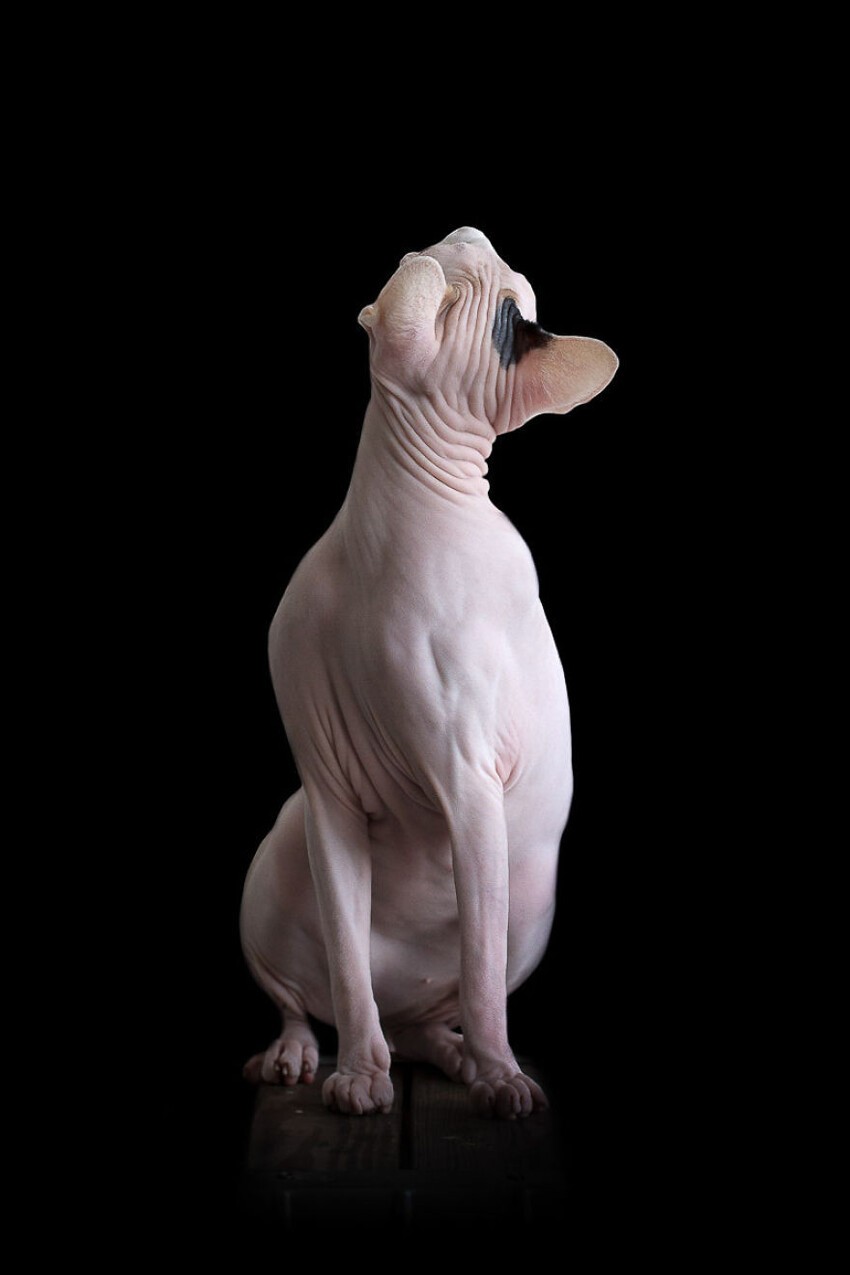 Инопланетная красота кошек породы сфинкс 