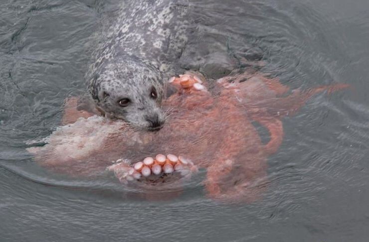 Непонятно, кто кого жрет - тюлень осьминога или наоборот