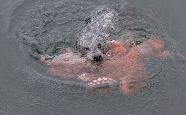 Непонятно, кто кого жрет - тюлень осьминога или наоборот